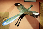 Archaeopteryx wood carving