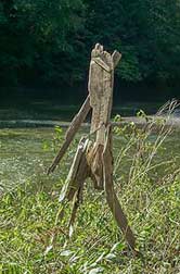 Driftwood Man